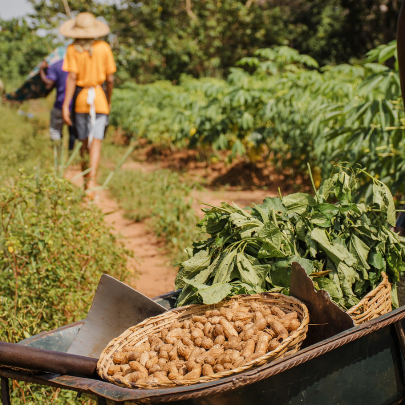 Fairer Handel & Nachhaltiger Anbau: Für eine bessere Zukunft