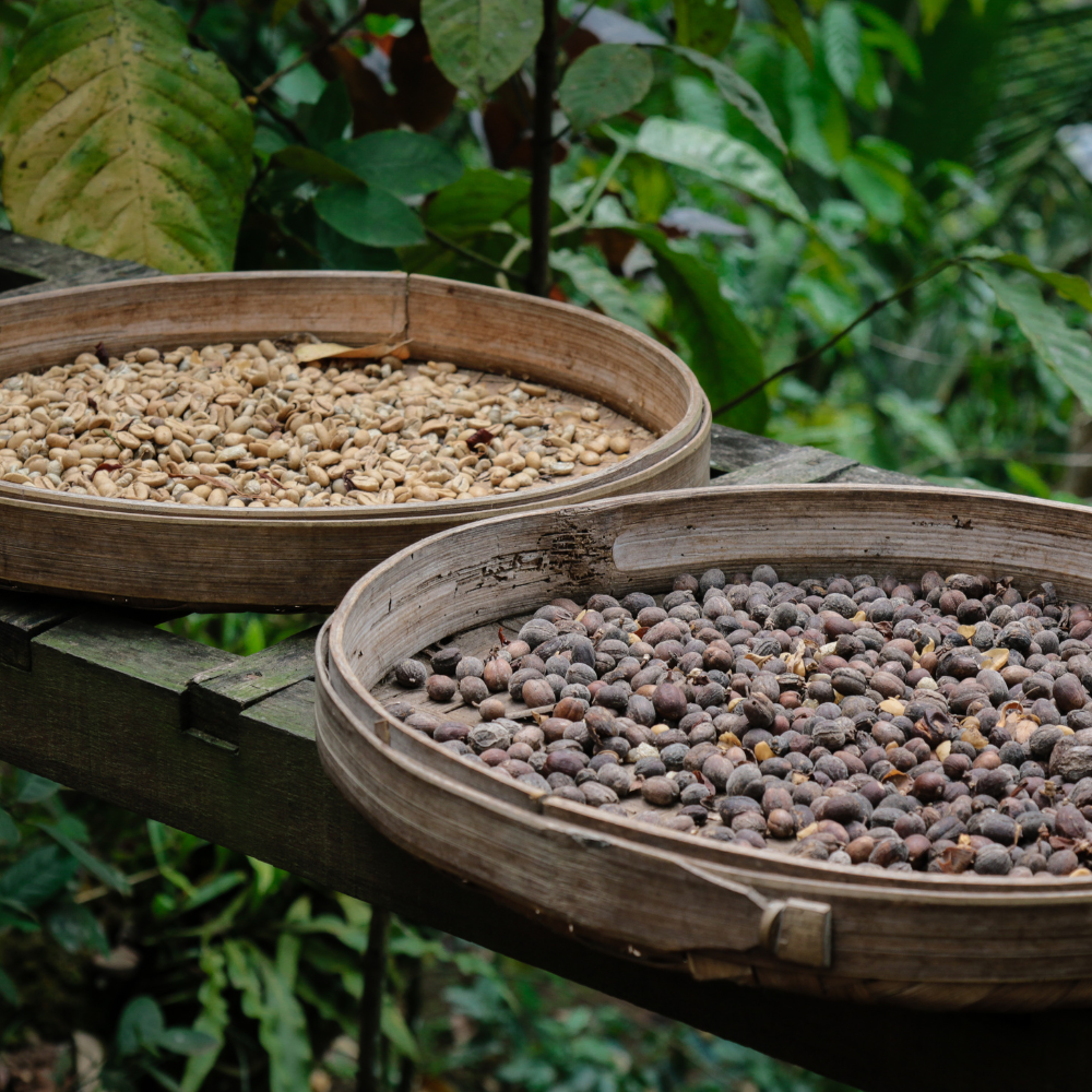 Die Kaffeepflanze: Eine Reise von der Bohne zur Tasse
